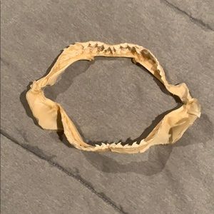 Tiger shark teeth